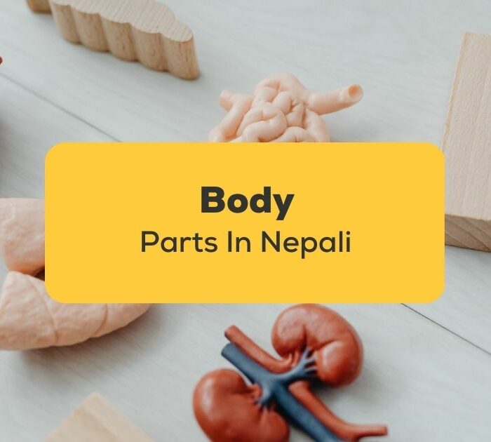 Body Parts In Nepali_ling app_learn nepali_Body Parts model