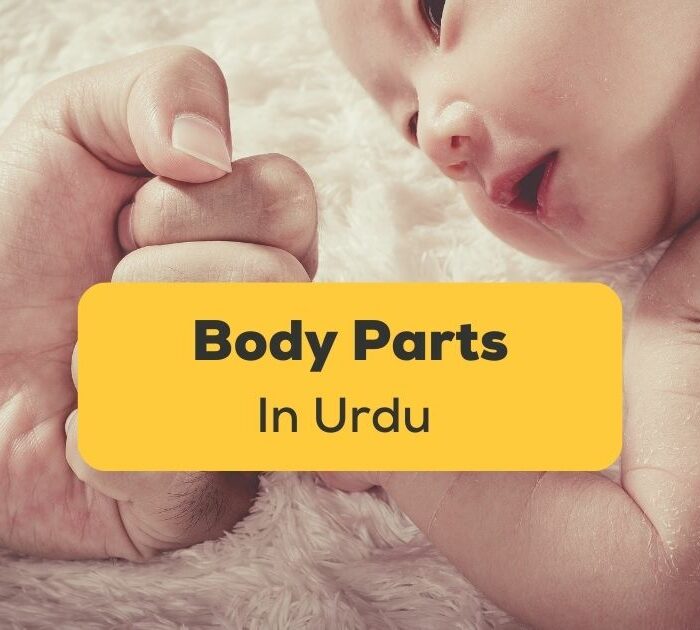 Body Parts In Urdu Ling