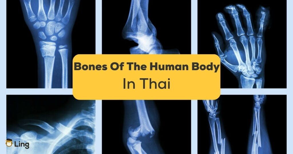 Bones Of The Human Body In Thai-ling-app-bones x-ray