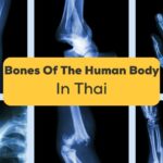 Bones Of The Human Body In Thai-ling-app-bones x-ray