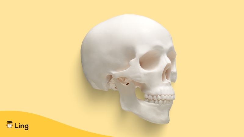 Bones Of The Human Body In Thai-skull