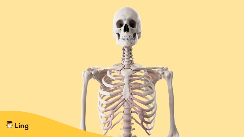 Bones Of The Human Body In Thai-upper body