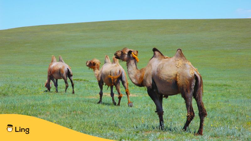 Kamele in der Mongolei