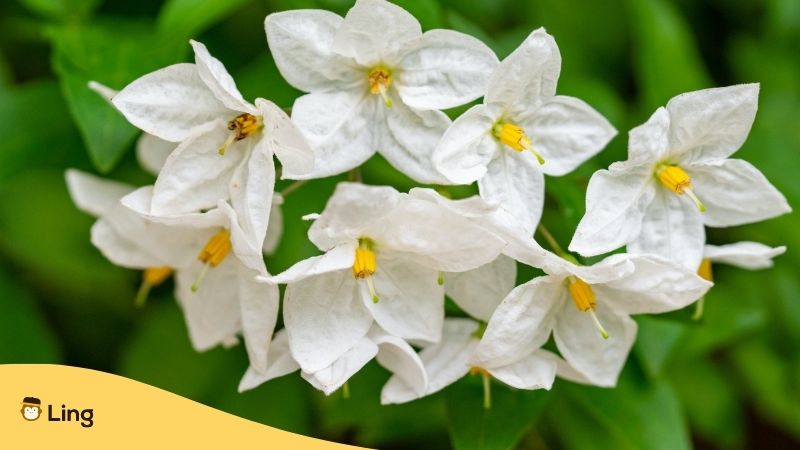 Plants In Khmer. Wild Jasmine With White Petals and Yellow Sepals.