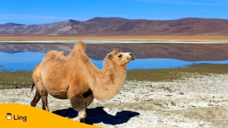 Mongolian Camel is one of the most iconic animals of the area.