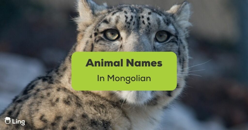 Animal Names in Mongolian