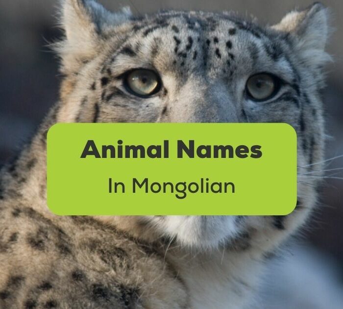 Animal Names in Mongolian