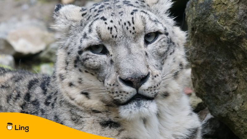 Wild Animals: List of 30+ Popular Names of Wild Animals in English -  English Study Online