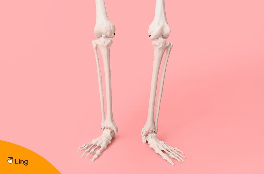 Skeleton Lower Legs And Feet