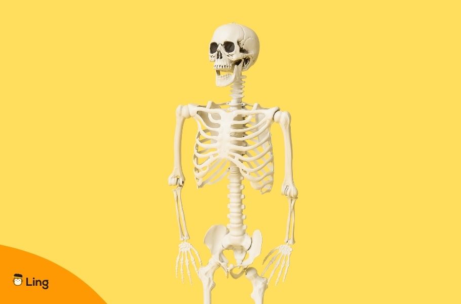 Medical Skeleton On Yellow Background