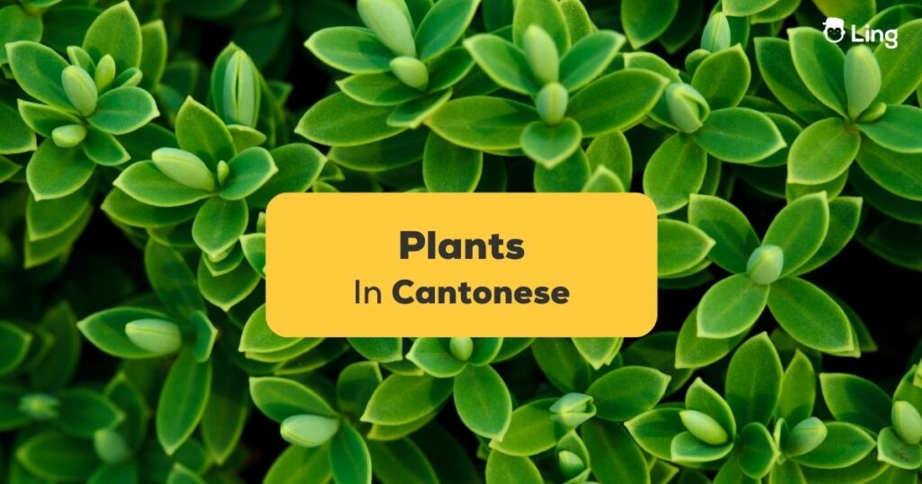 Plants In Cantonese Ling App