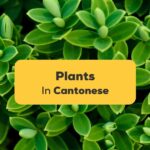 Plants In Cantonese Ling App
