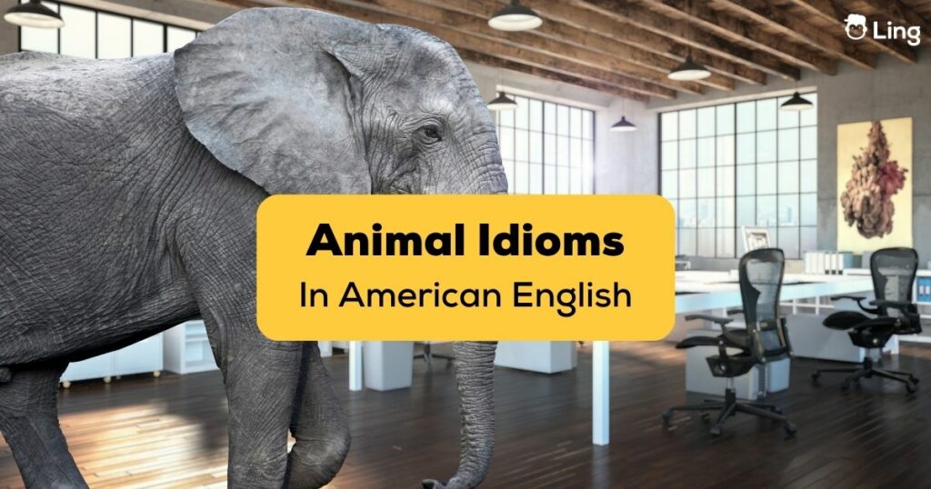 American animal idioms