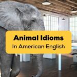 American animal idioms
