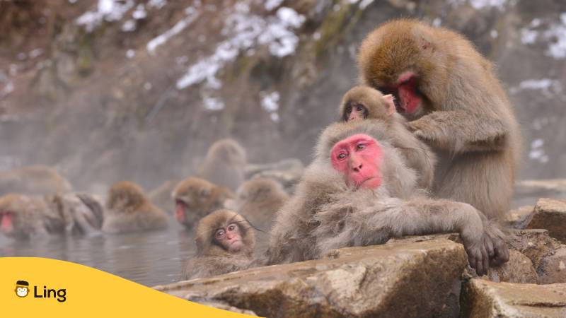 Japanische Affen, die ein heißes Bad genießen. Affen sind Teil eines japanischen Sprichworts über Ausdauer, das besagt, dass sogar Affen vom Baum fallen
