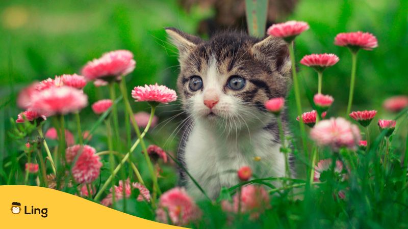 A small kitten among flowers