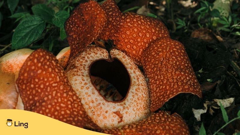 Plants In Malay. Rafflesia or Stinking Corpse Lily in flower in the Malaysian jungle.