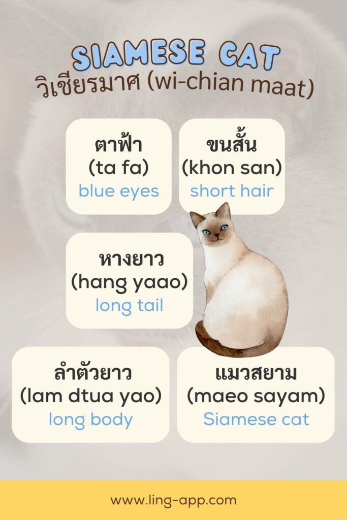 Learn about the Siamese Cat with the Ling app