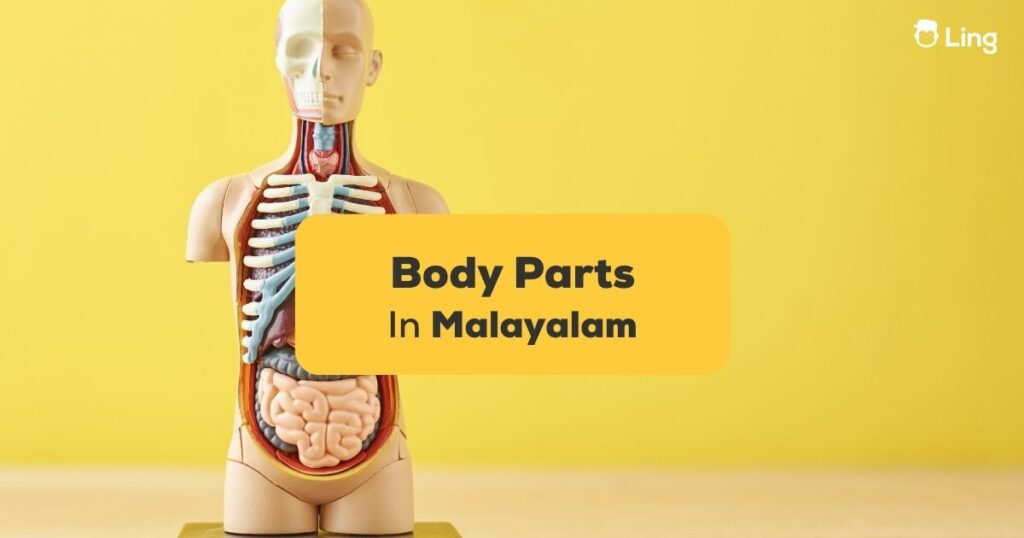 Body Parts in Malayalam
