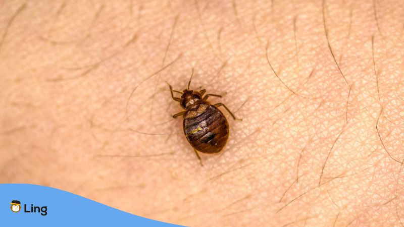 A surot or bed bug is a blood-sucking parasite that typically attacks while you sleep.