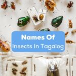 There are different types and names of insects in Tagalog in the Philippines.