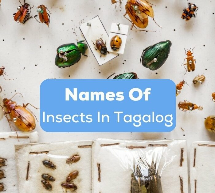 There are different types and names of insects in Tagalog in the Philippines.