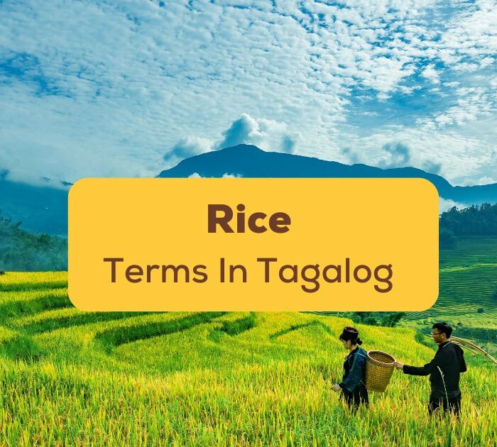 Rice terms in Tagalog Ling App