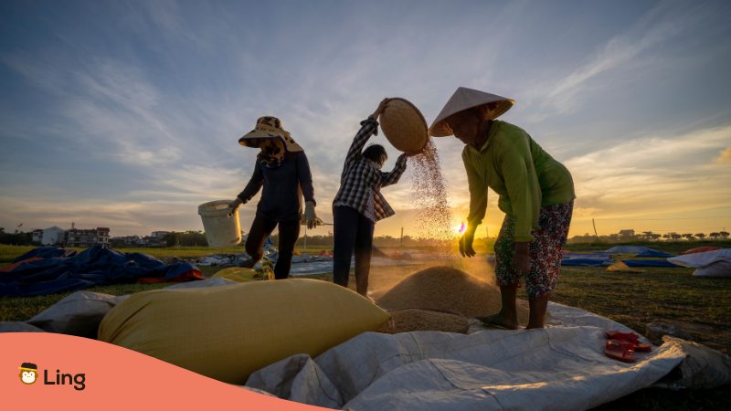 rice terms in Tagalog - Filipinos working in the rice fields 