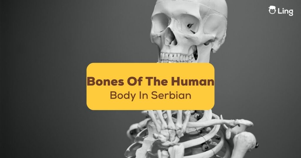 How Many Bones Are in the Human Body, And Other Fascinating Facts