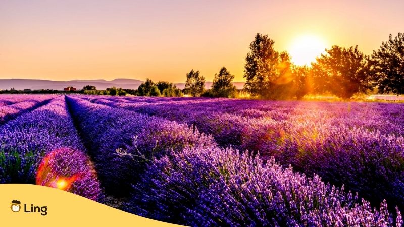 France Geography - lavender field