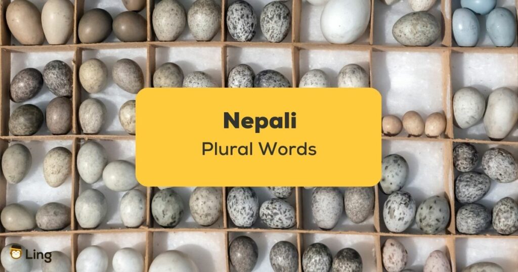 Nepali Plural Words_ling app_learn nepali_Stones