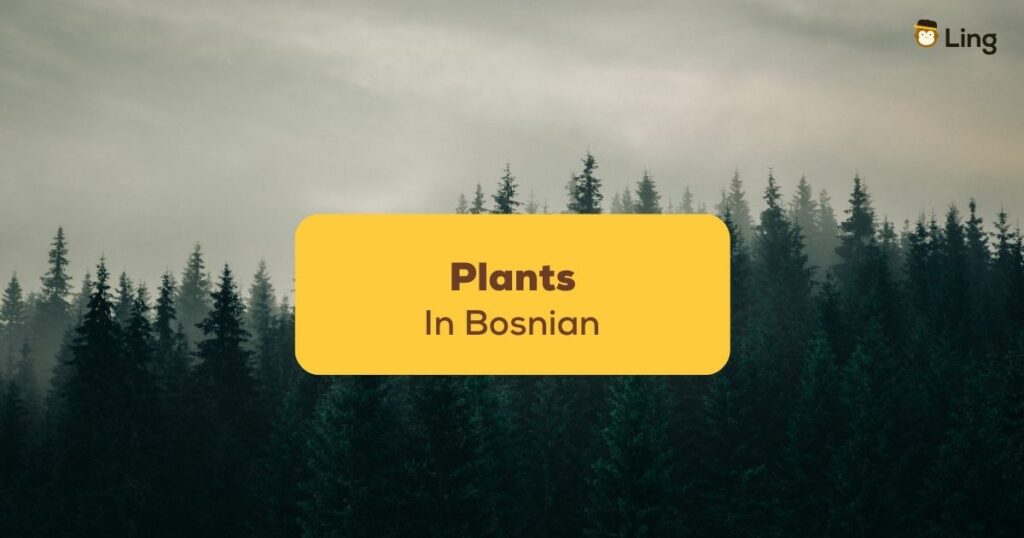 Plants-In-Bosnian-Ling-App-forest