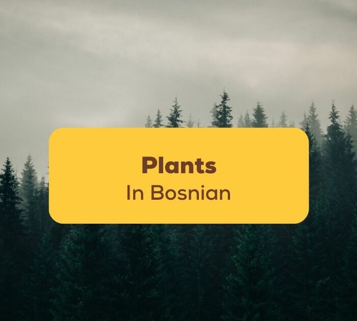 Plants-In-Bosnian-Ling-App-forest