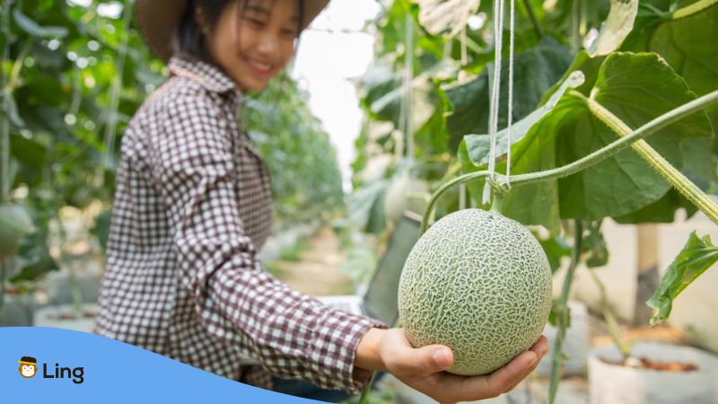 A girl holding a melon at a farm.