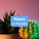 Different types of plants in Punjabi in a pot.