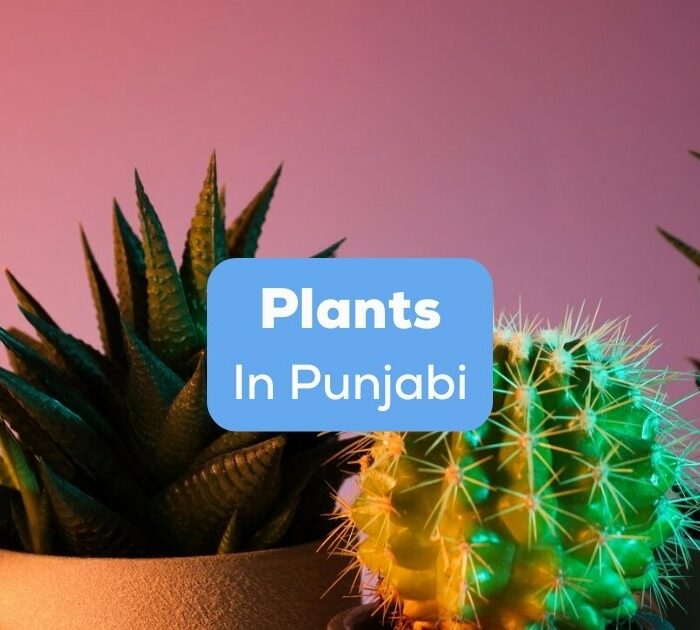 Different types of plants in Punjabi in a pot.