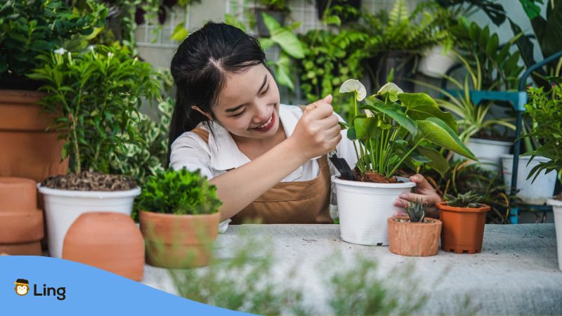 Plants In Punjabi - A photo of a young Asian gardener female wearing an apron using a shovel to transplant a houseplant and cactus.