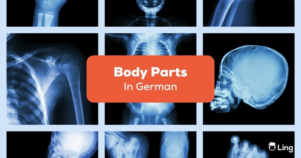 Body Parts In German