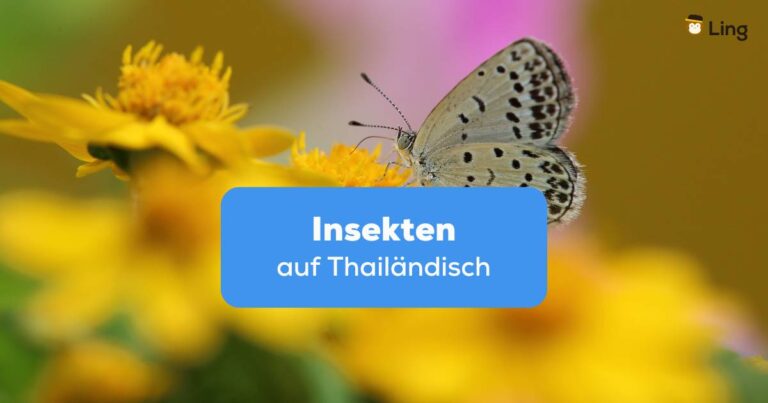 Schmetterling Auf Einer Gelben Blume. Erfahre Alles, Was Du Wissen Solltest Über Insekten Auf Thailändisch