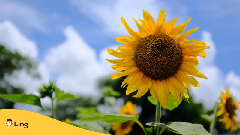 Malay Good Morning_ling app_learn Malay_Sunflower