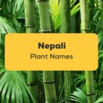 Nepali Plant Names_ling app_learn nepali_Nepali Bans