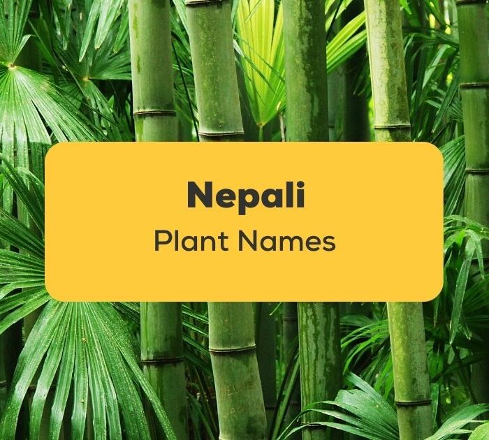 Nepali Plant Names_ling app_learn nepali_Nepali Bans