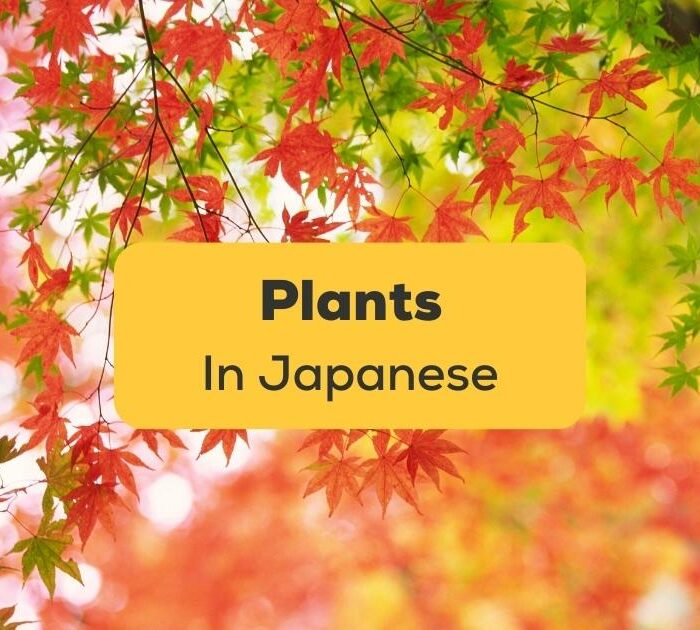Plants in Japanese-ling-app-autumn leaves
