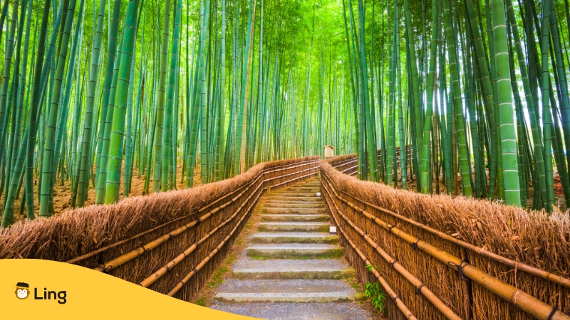 Plants in Japanese-ling-app-bamboo forest