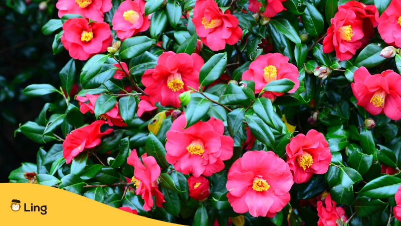 Plants in Japanese-ling-app-camellia