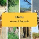 Urdu Animal Sounds_ling app_learn urdu_Fun Way to learn Urdu