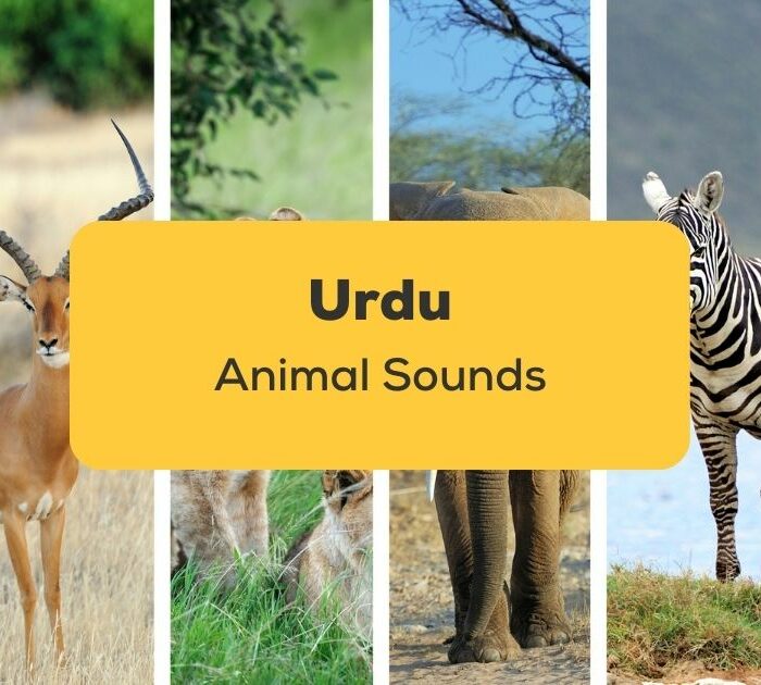 Urdu Animal Sounds_ling app_learn urdu_Fun Way to learn Urdu