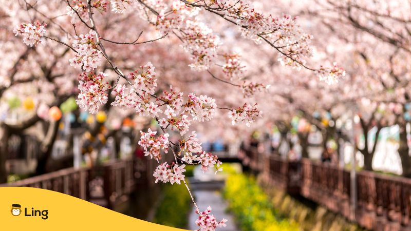 Hanami is one of the most beautiful Japanese traditions.