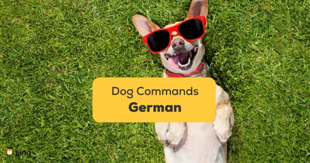 10 Easy German Dog Commands For Beginners