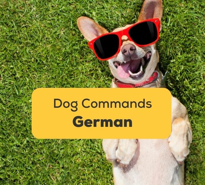 10 Easy German Dog Commands For Beginners